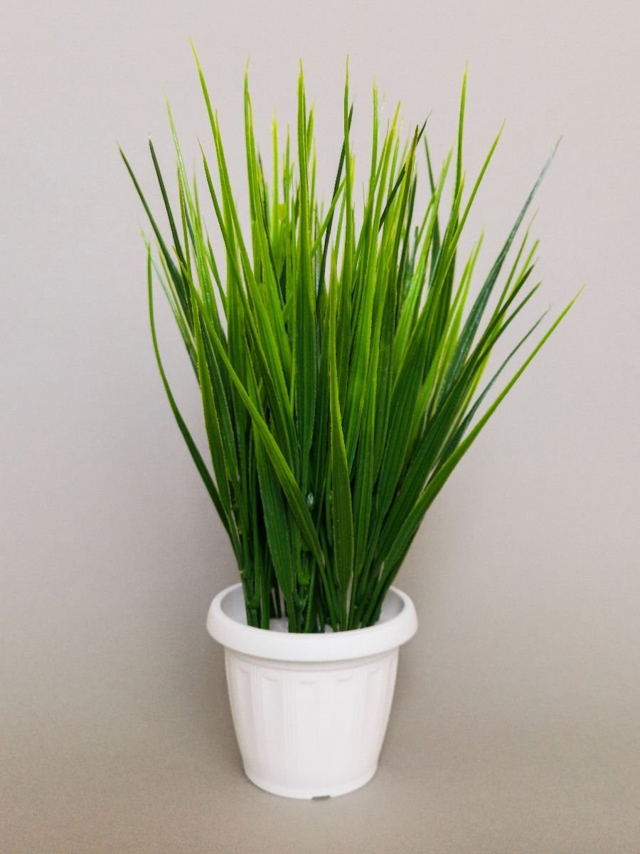 Горшечная Осока