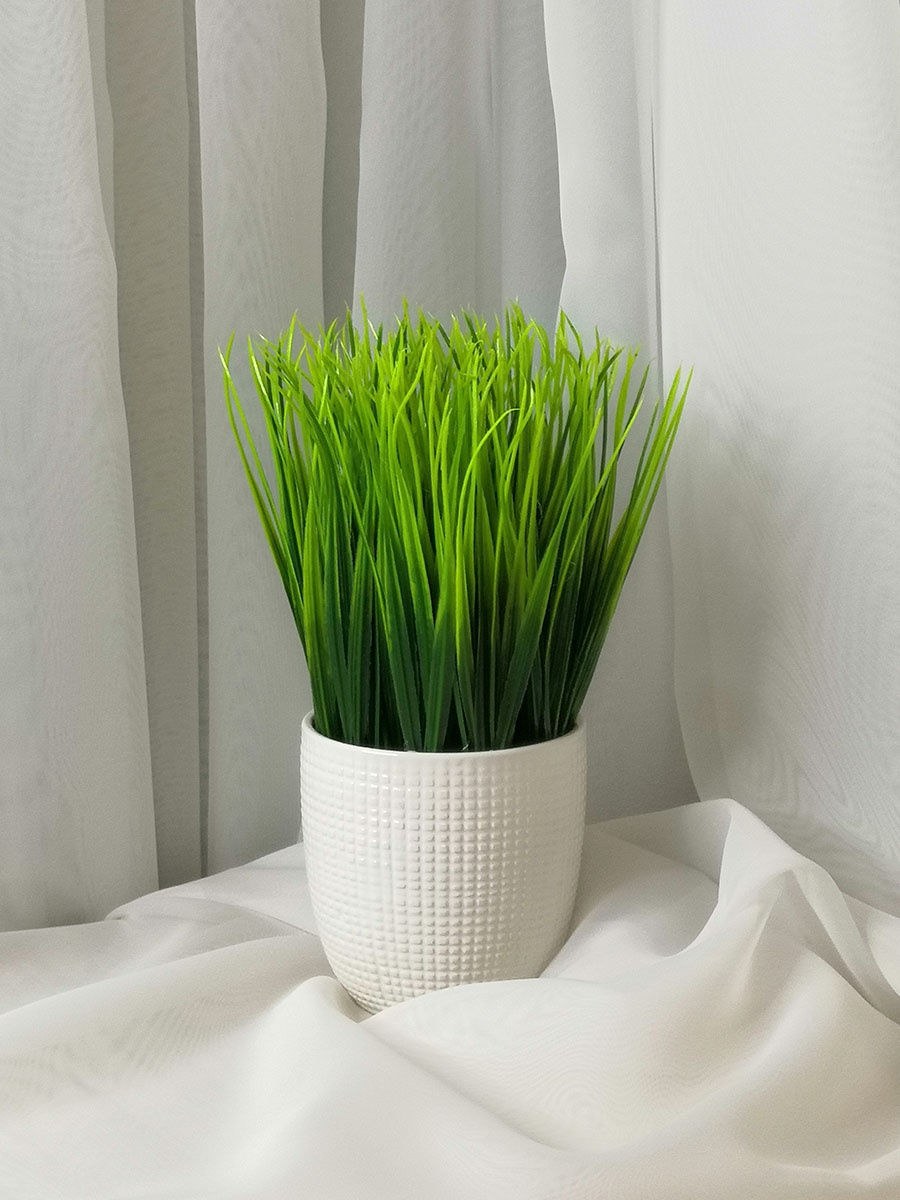 Осока в горшке