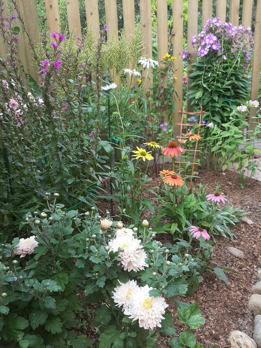 Нивяник пиретрум