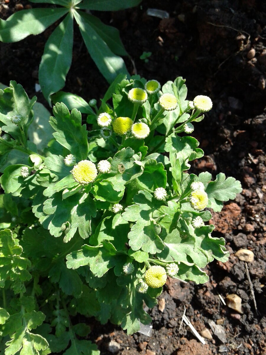 Пиретрум девичий шампань