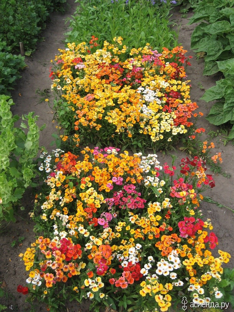 Немезия зобовидная