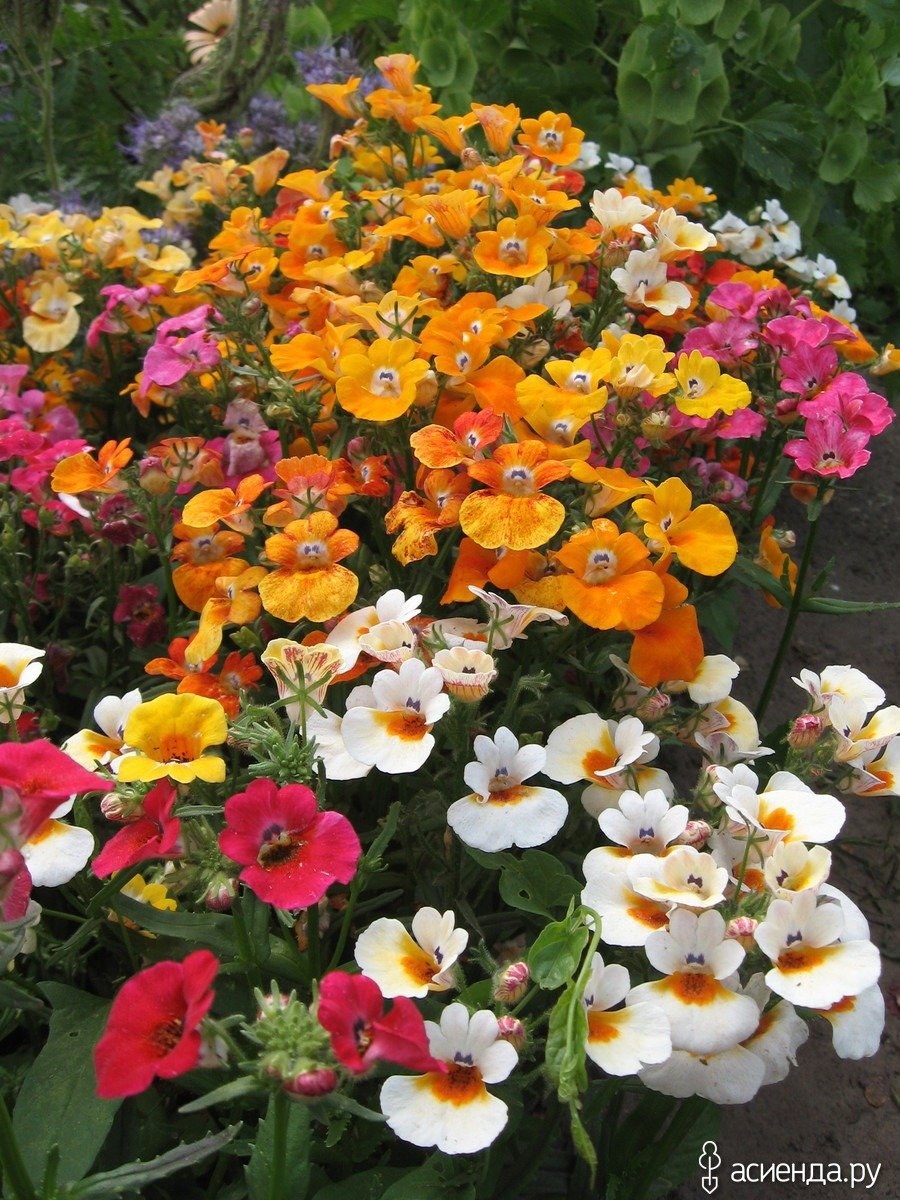 Цветы немезия Триумф