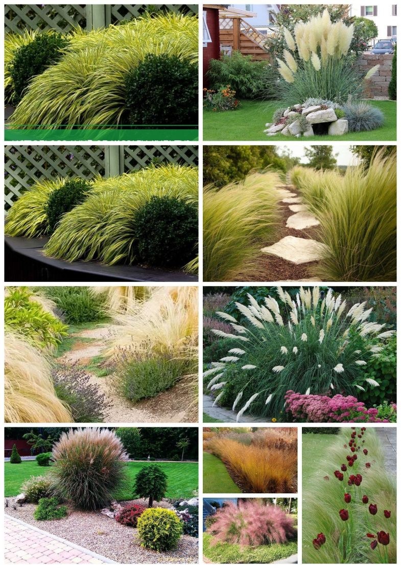 Злаки декоративные в ландшафте
