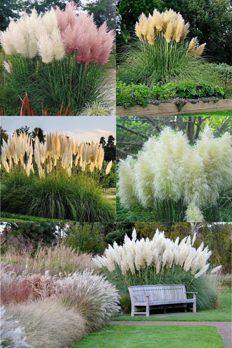 Кортадерия мискантус