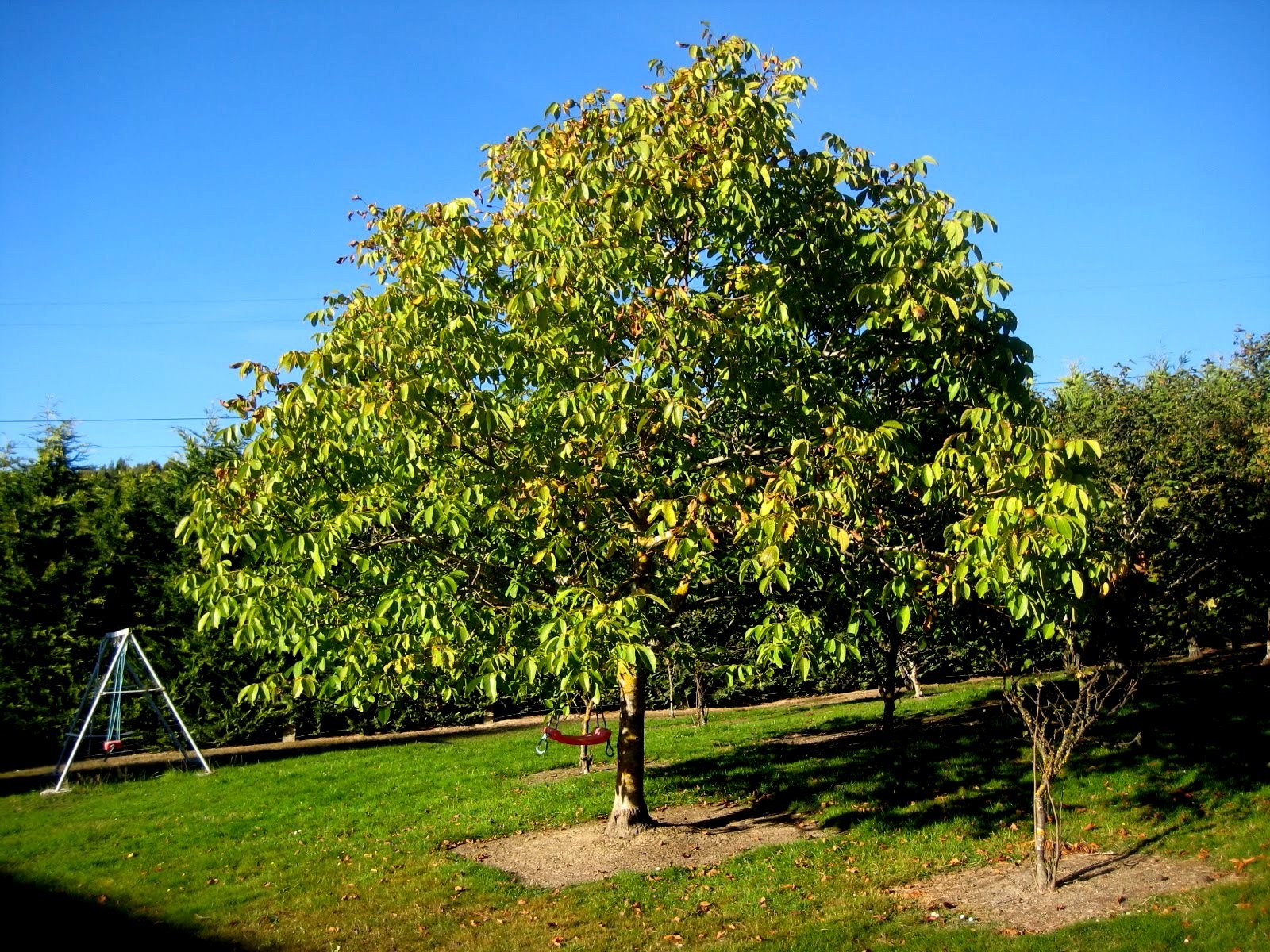 Орех грецкий (Juglans Regia). Грецкий орех идеал дерево. Орешник грецкий дерево.