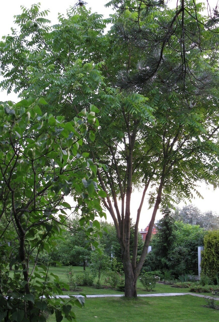 Орех маньчжурский Кедровая Падь