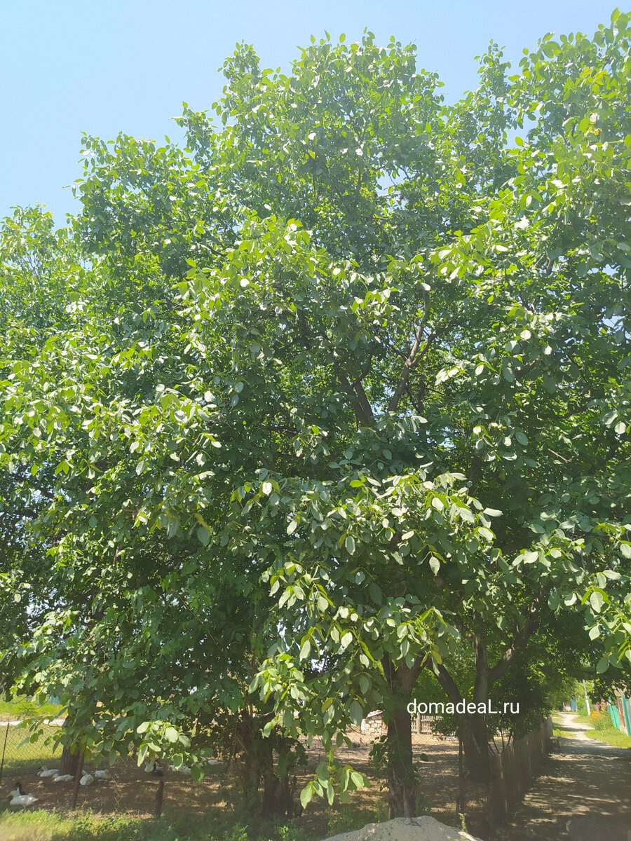 Грецкий орех Аврора