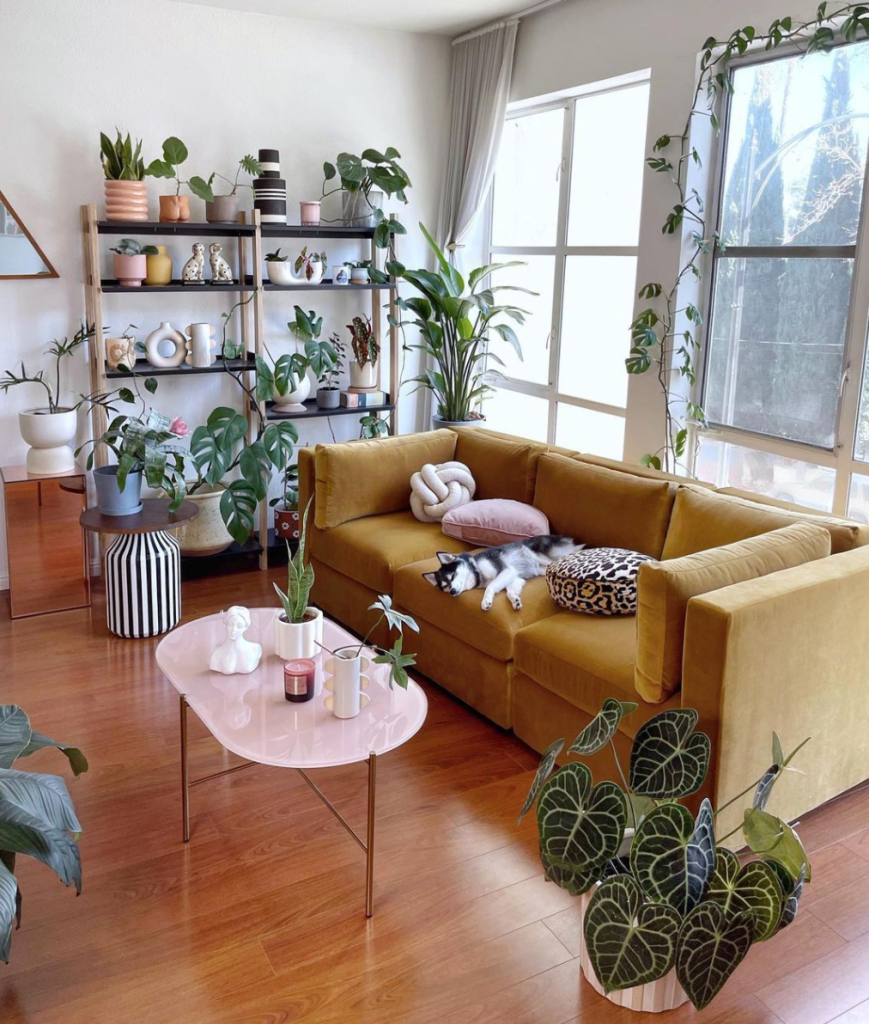 Комнатные цветы в Интер