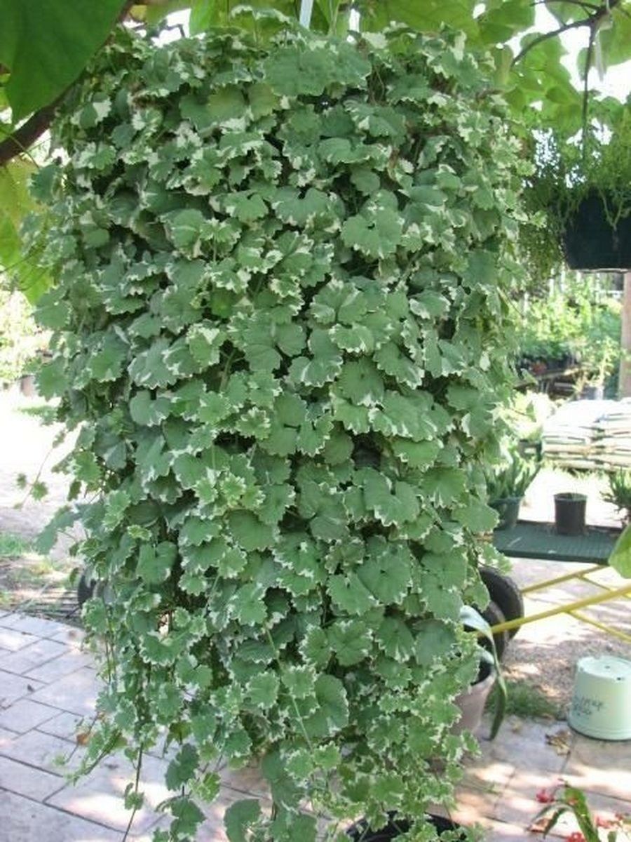 Будра глехома