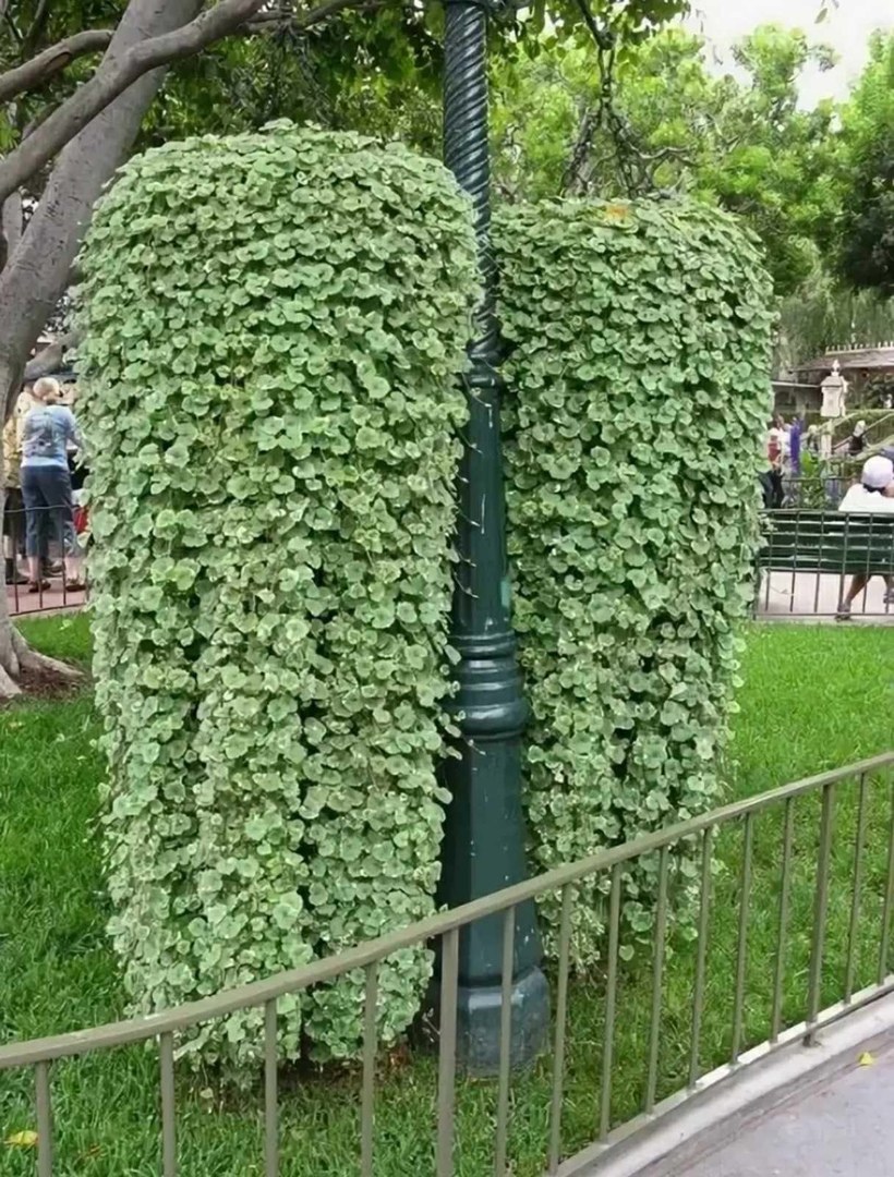 Дихондра изумрудный водопад f1