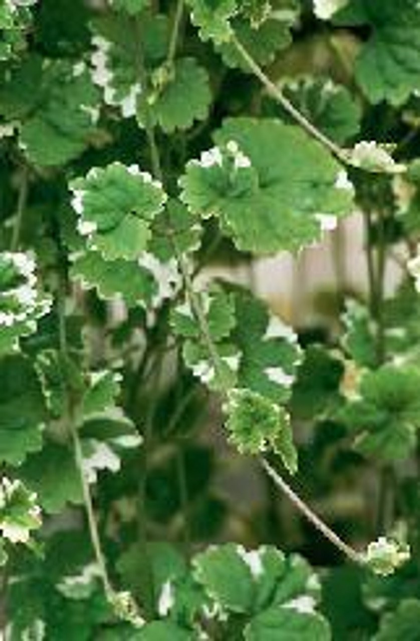 Будра глехома Вариегата