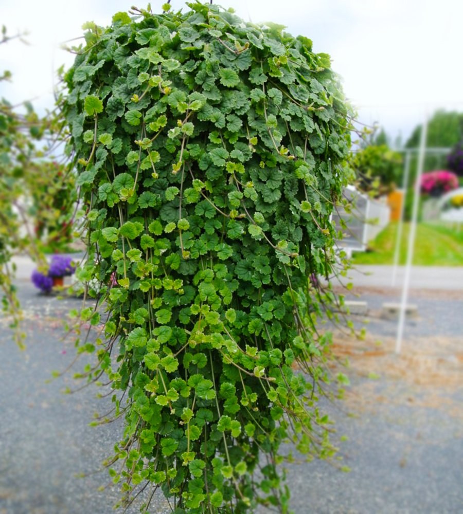 Глехома будра плющевидная Вариегата