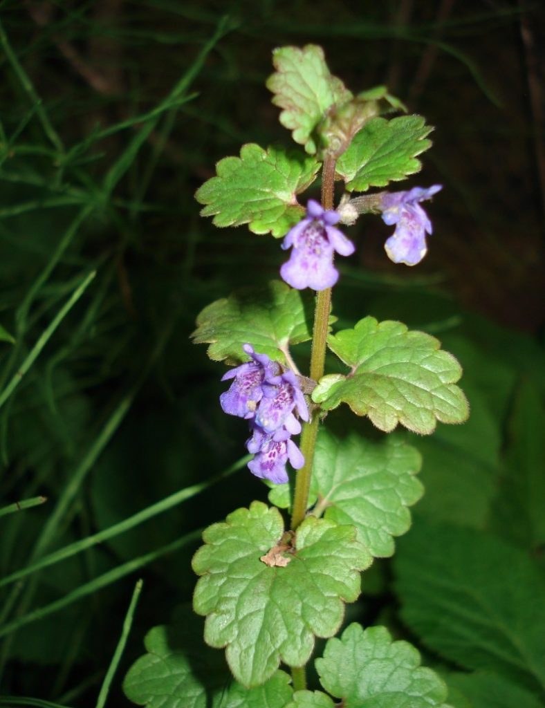 Будра ползучая