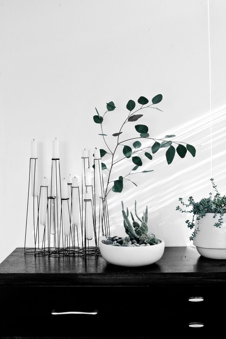 Растения в интерьере Минимализм