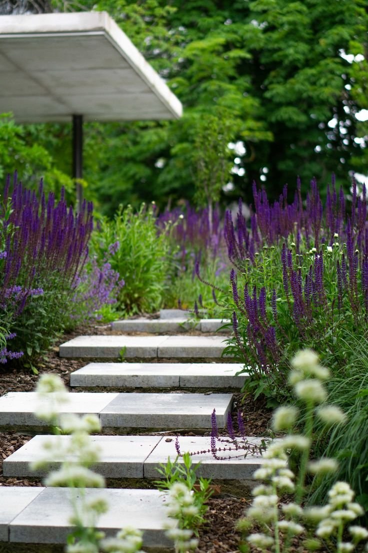 Шалфей Дубравный в цветнике