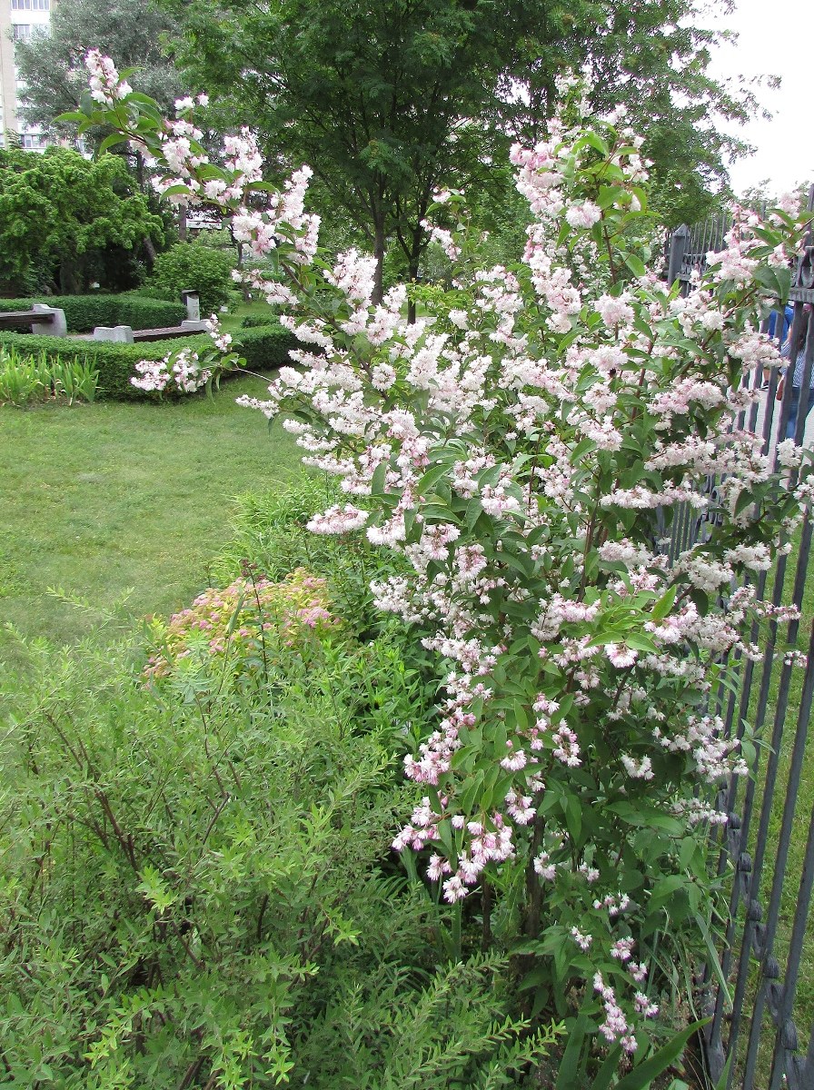 Дейция Розеа плена