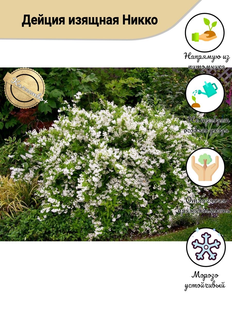 Дейция изящная Никко
