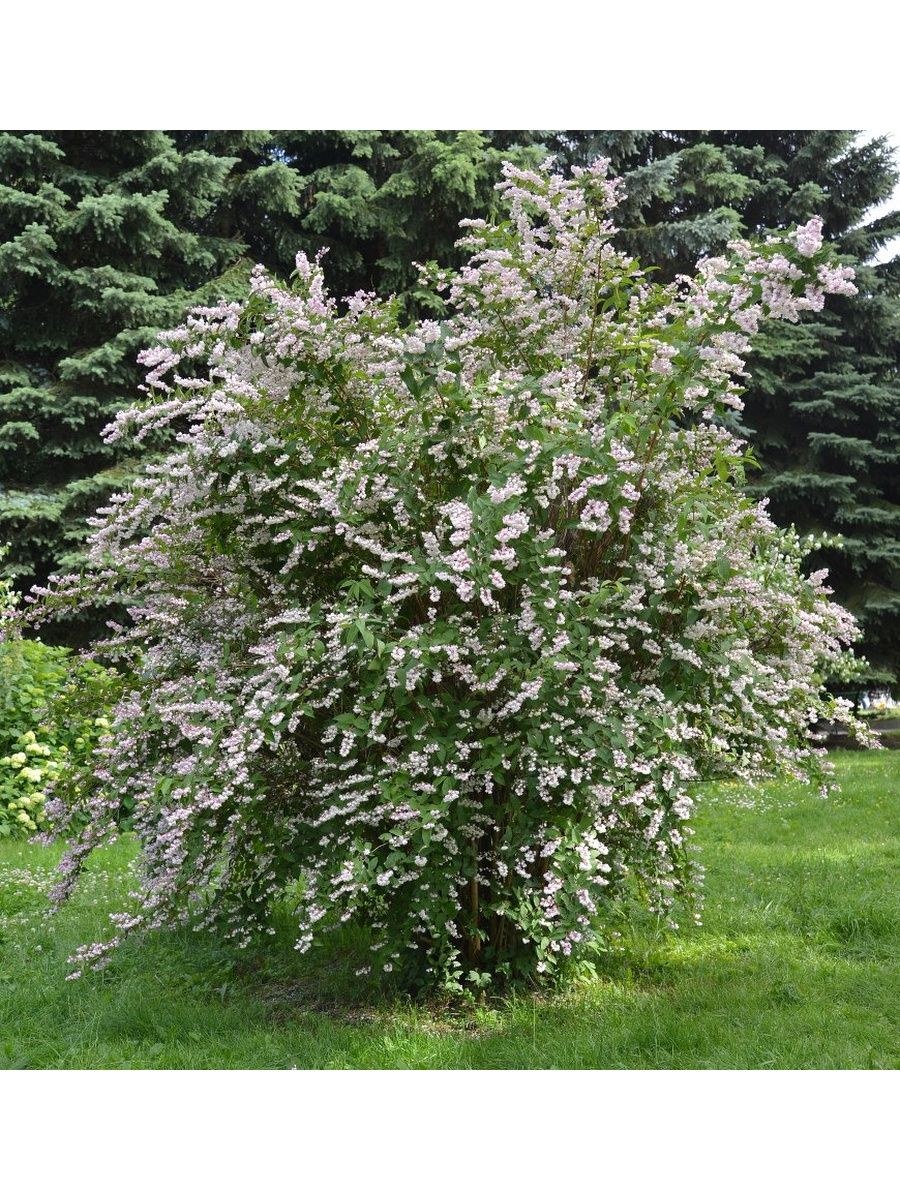 Дейция Кандидиссима