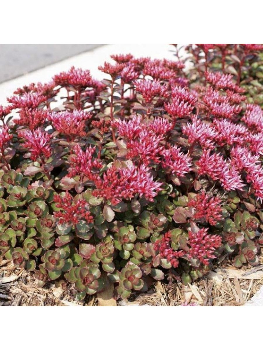 Очиток Розеум