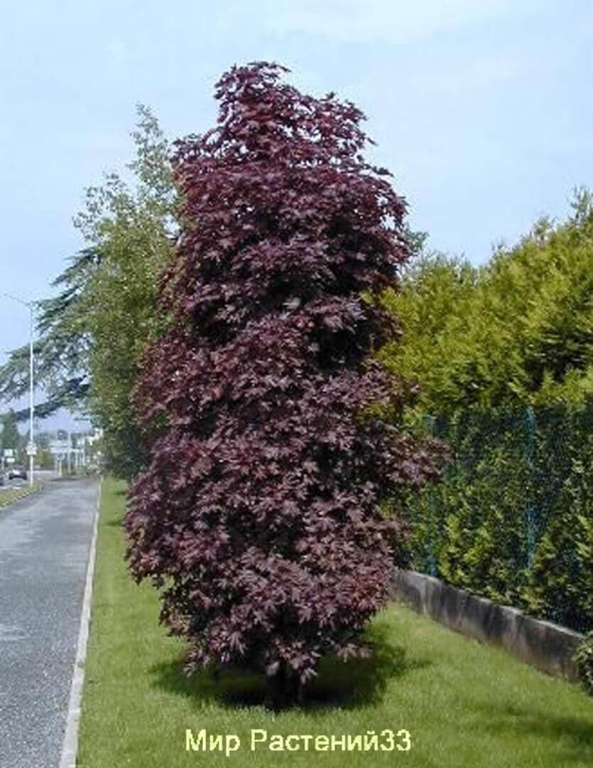 Клен остролистный крайсмон центри