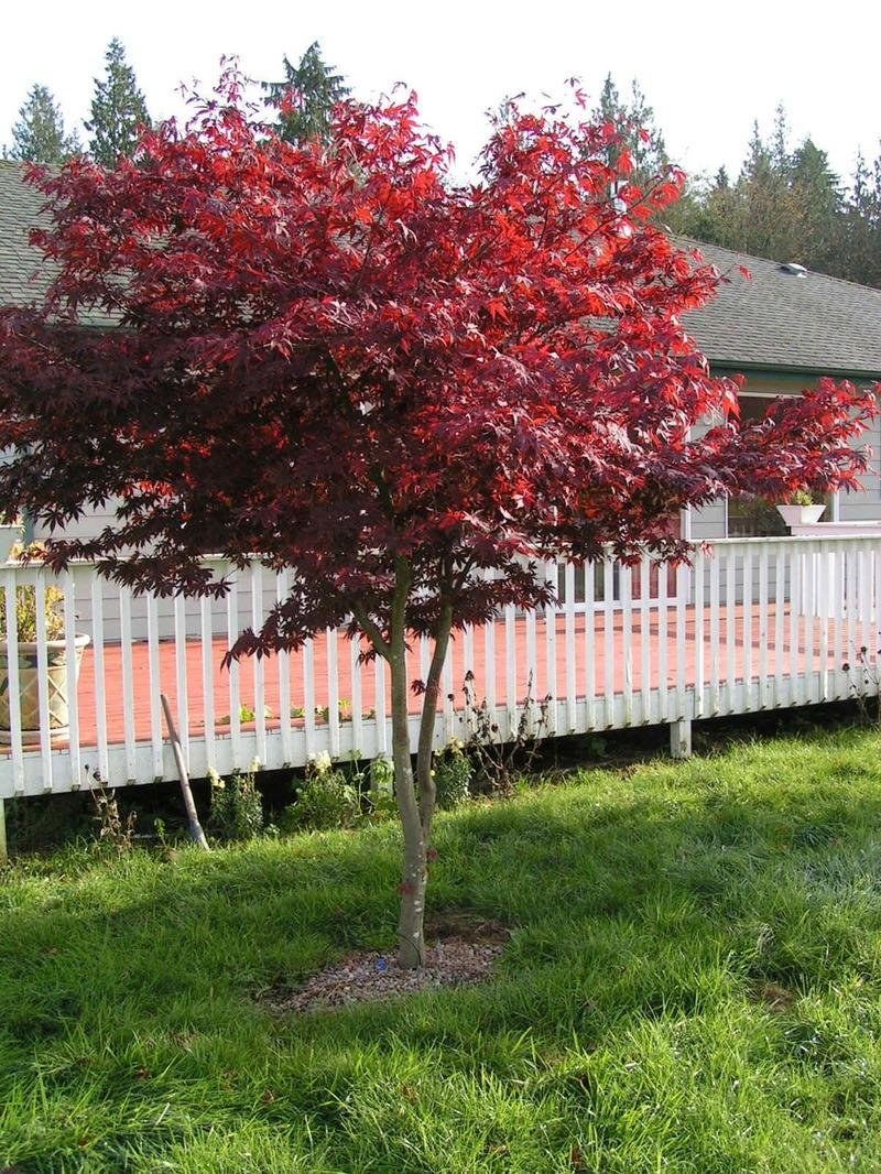 Японский клен Гиннала