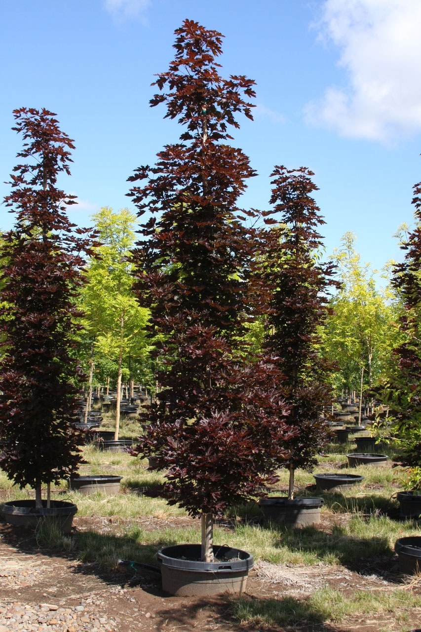 Клен остролистный Кримсон сентри