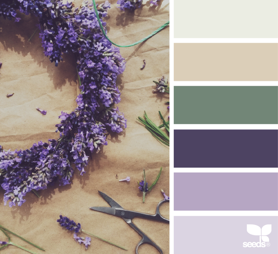 Шалфей лавандовый