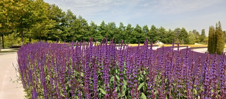 Парк Краснодар шалфей