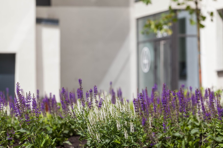 Шалфей Дубравный