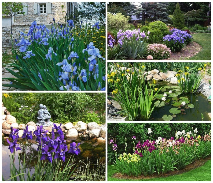 Ирисы с пионами на клумбе