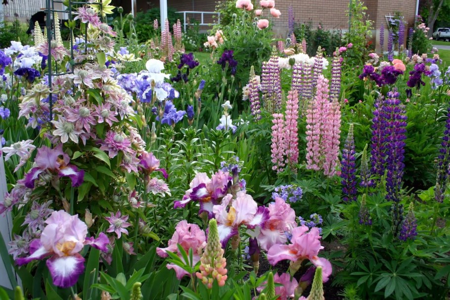 Дельфиниум Флоксы лилии