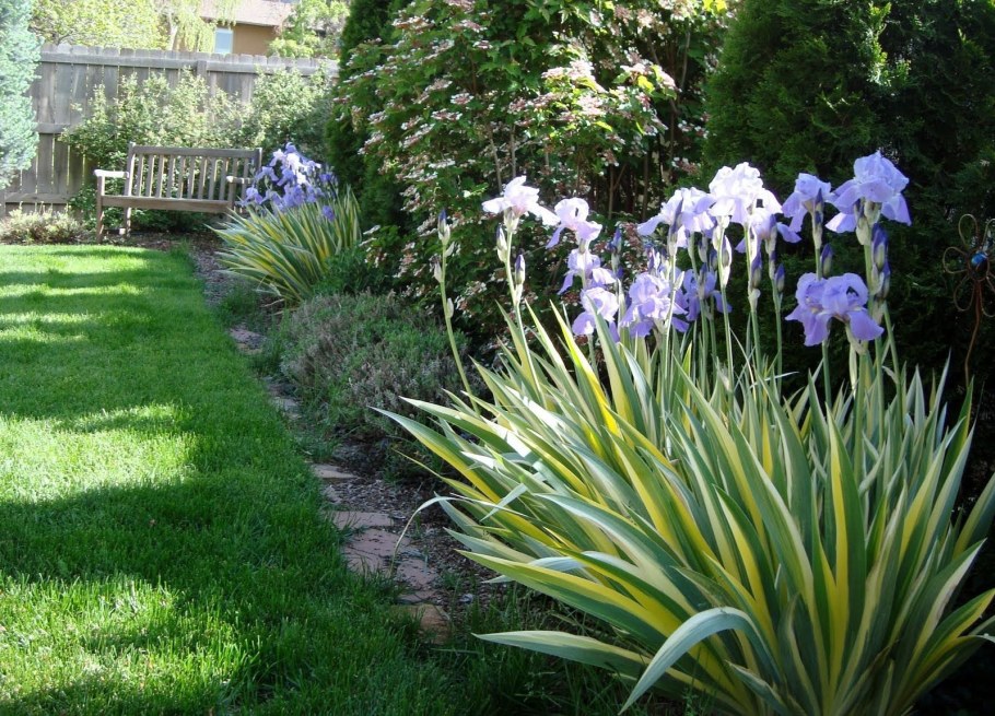 Ирисы в миксбордере