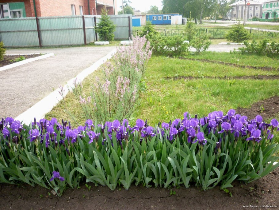 Пион, лилейник , Ирис на одной клумбе