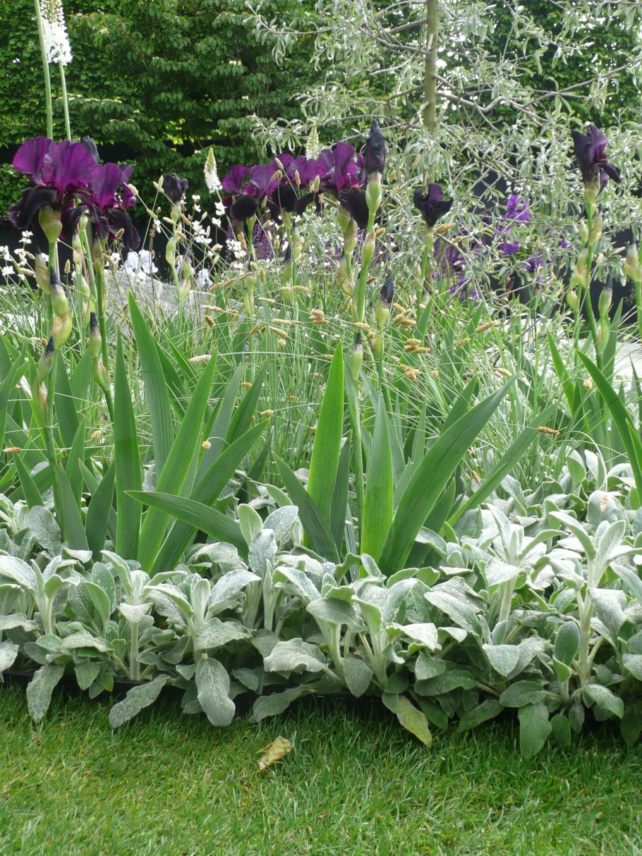 Хоста лилейник миксбордер