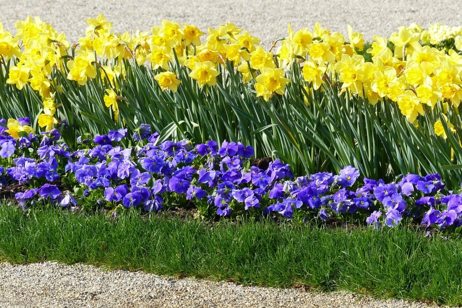 Клумба. Примулы лилейники примула