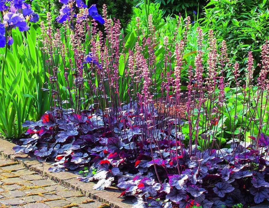 Клумба Хоста астильба гейхера