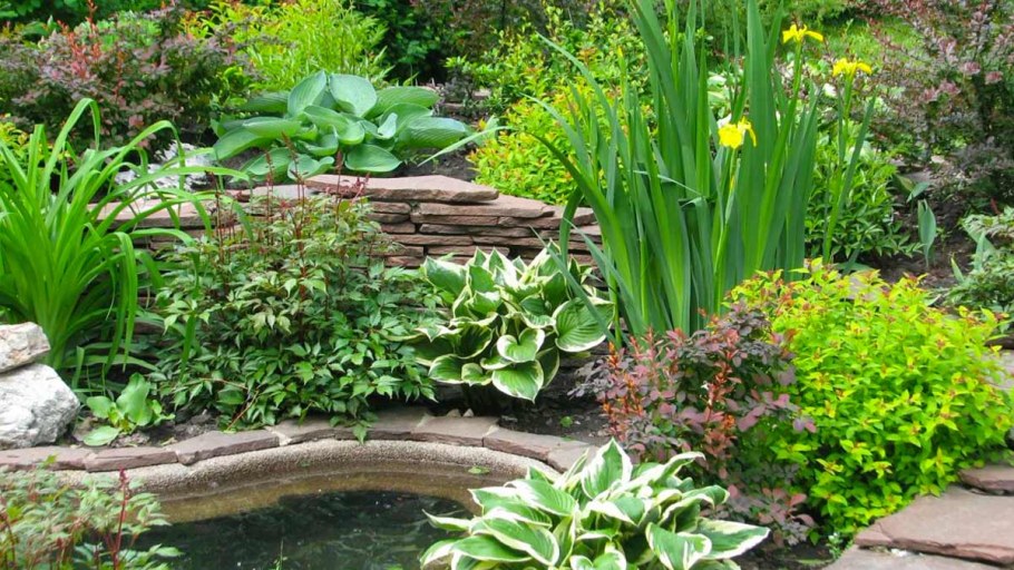 Клумба Ирис Хоста папоротник