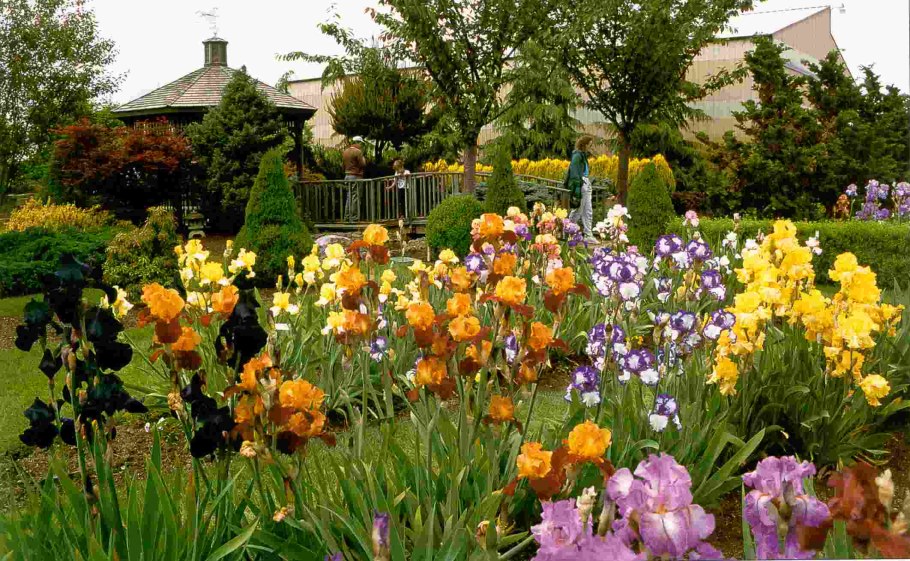 "Ирисовый сад в Дживерне" Моне