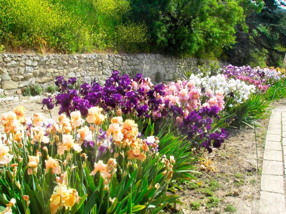 Миксбордер с ирисами