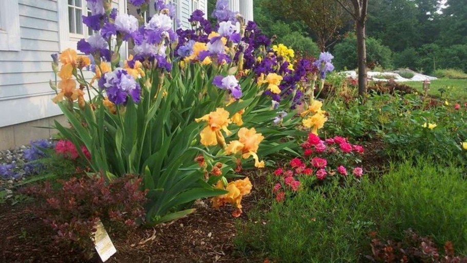 Пионы, лилейники, ирисы,