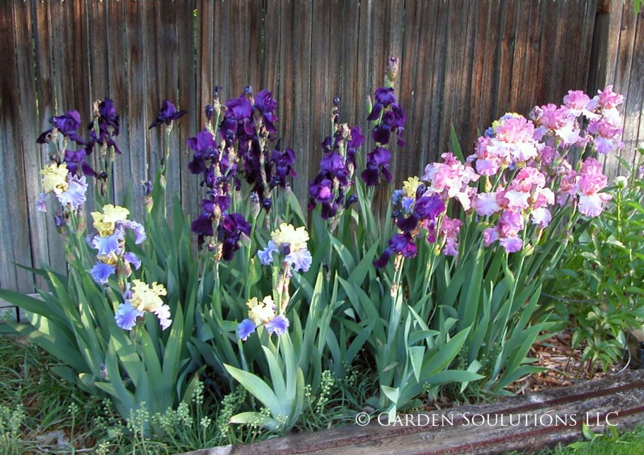 Ирис хау АУДЕЙШИОС