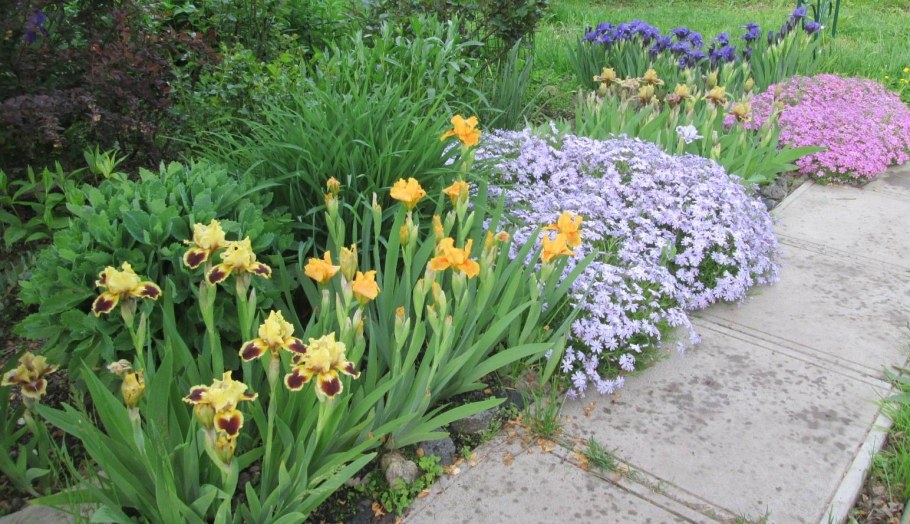 Клумба с флоксами и ирисами