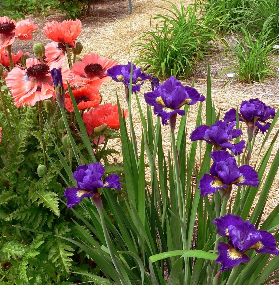 Ирис Сибирский