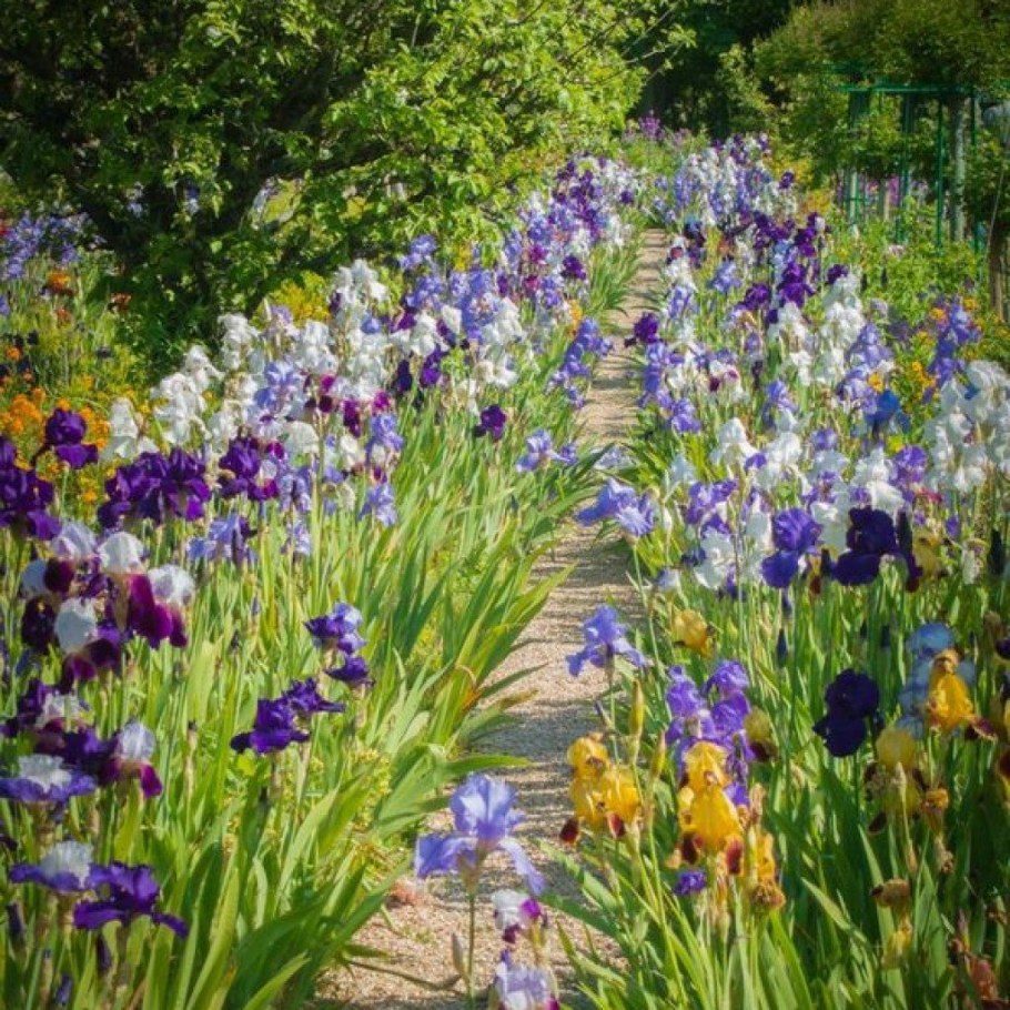 Ирисы в рабатке