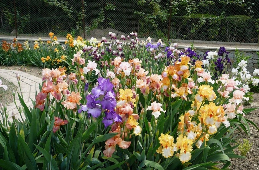 Лилейники, ирисы, луковичные