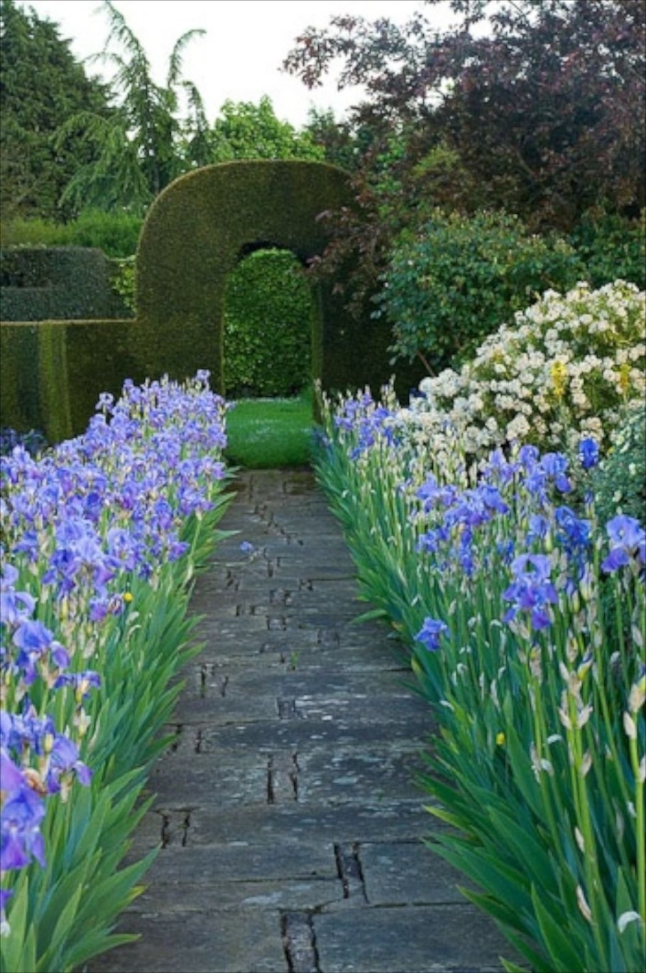 Ирис бордюрный в ландшафте