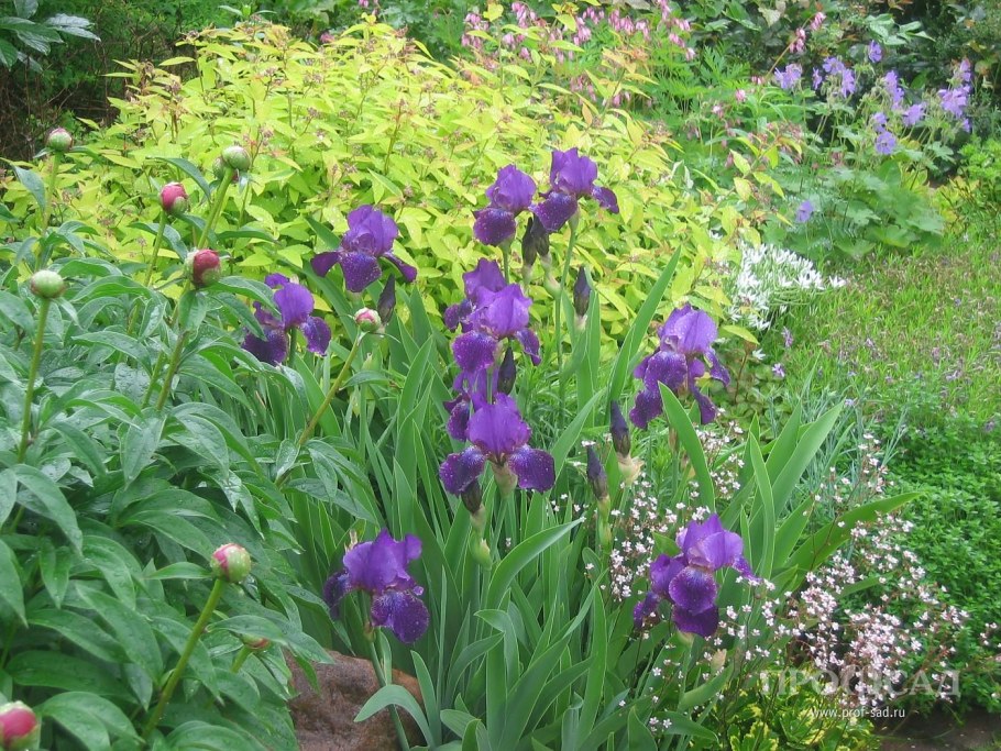 Пион, Хоста,лилейник, ирисы