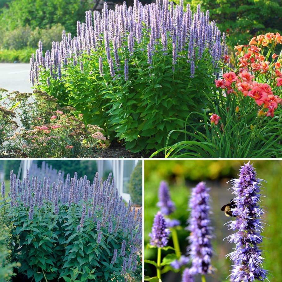 Агастахе многолетник