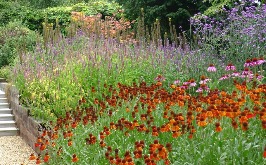 Агастахе Йоркшир смесь