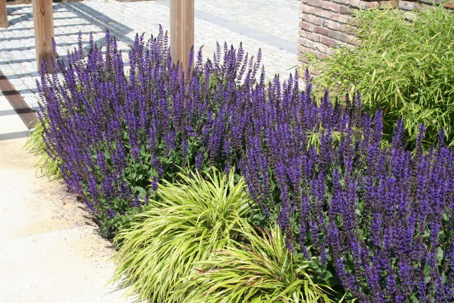 Шалфей Дубравный Mainacht (Майнахт)